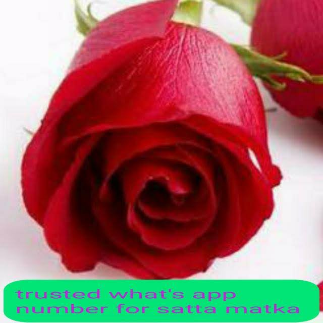 satta matka